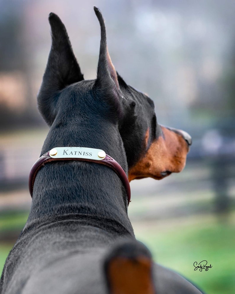 Personalized Rolled Leather Dog Collar with One Brass Tag immagine 2