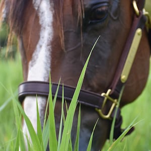 Personalized Leather Horse Halter with One Brass Tag image 3