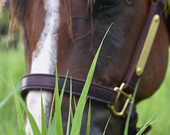 Peut inclure: Un cheval brun et blanc avec un licol en cuir broute de l'herbe verte.