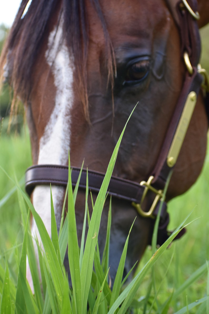 Personalized Leather Horse Halter with One Brass Tag image 3