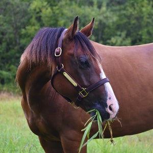 Personalized Leather Horse Halter with Two Brass Tags