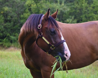 Personalized Leather Horse Halter with Two Brass Tags