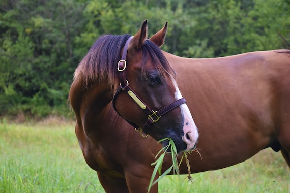 Personalized Leather Horse Halter with Two Brass Tags