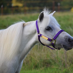 Miniature/Pony Nylon Halter with Two Brass Tags (#BH250)