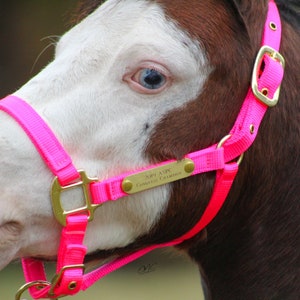 Personalized Mini and Pony Nylon Halter with Matching Lead in Neon Colors image 6