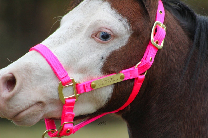 Personalized Mini and Pony Nylon Halter with Matching Lead in Neon Colors image 6