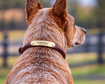 Peut inclure: Un collier pour chien en cuir marron foncé doté d'une plaque signalétique en métal doré poli gravée du nom TEDDY. Le collier est porté autour du cou d'un chien au pelage tacheté roux, vu de dos avec la tête et les oreilles tournées sur le côté.