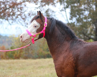 Personalized Mini and Pony Nylon Halter with Matching Lead in Neon Colors