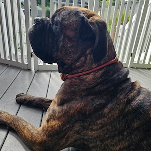 Rolled Leather Dog Collar