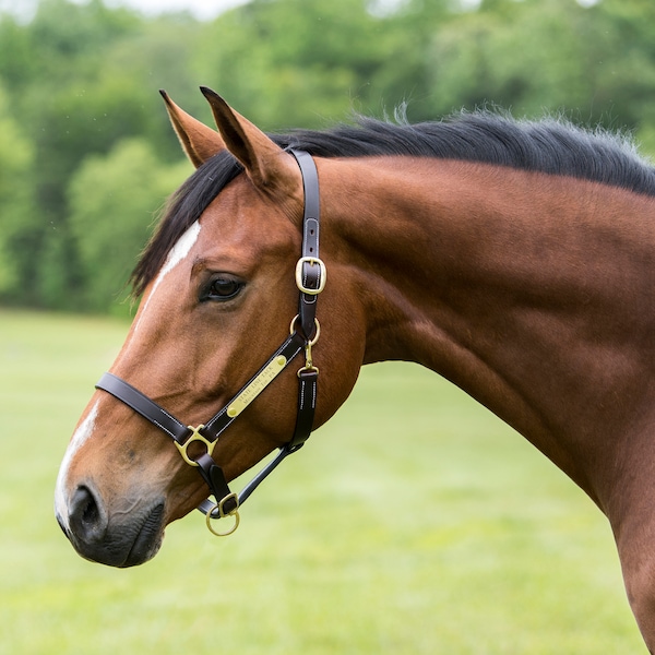 Personalized Economy Brown Leather Horse Halter with one tag