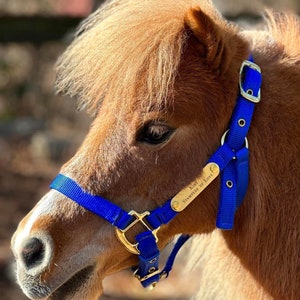 Miniature & Pony Nylon Halter with One Brass Tag BH225 image 1