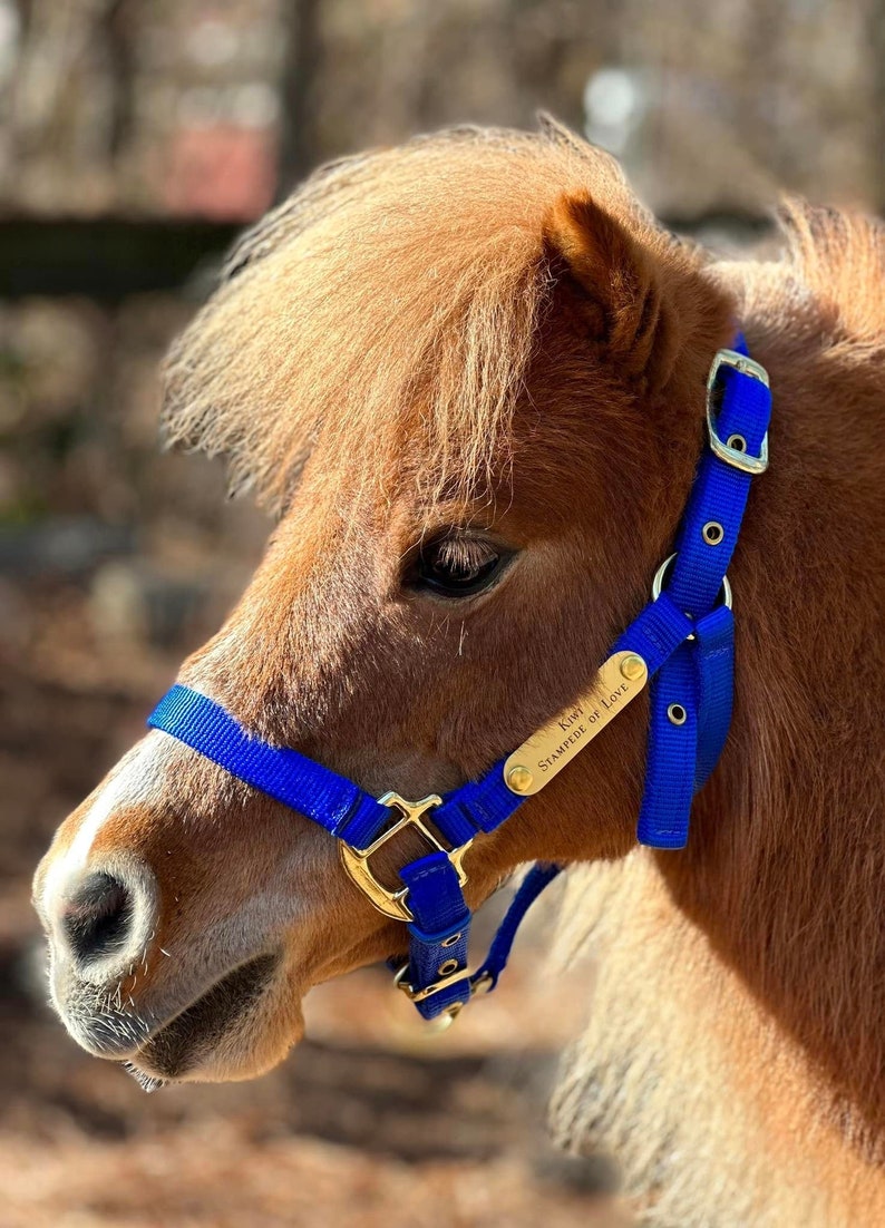 Miniature & Pony Nylon Halter with One Brass Tag BH225 image 1