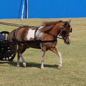 Leather Miniature & Pony Driving Harness - Made in the USA by Mose Miller
