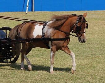 Leather Miniature & Pony Driving Harness - Made in the USA by Mose Miller