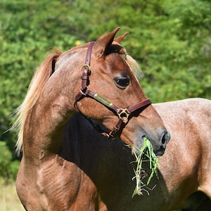 Miniature & Pony Leather Halter with Two Brass Tags (#BH550)