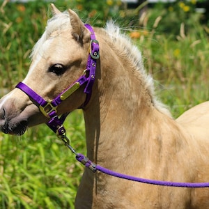 Miniature & Pony Nylon Halter with One Brass Tag BH225 image 4