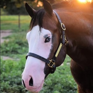 Personalized Leather Horse Halter with One Brass Tag