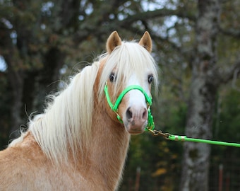 Mini and Pony Nylon Halter with Matching Lead in Neon Colors