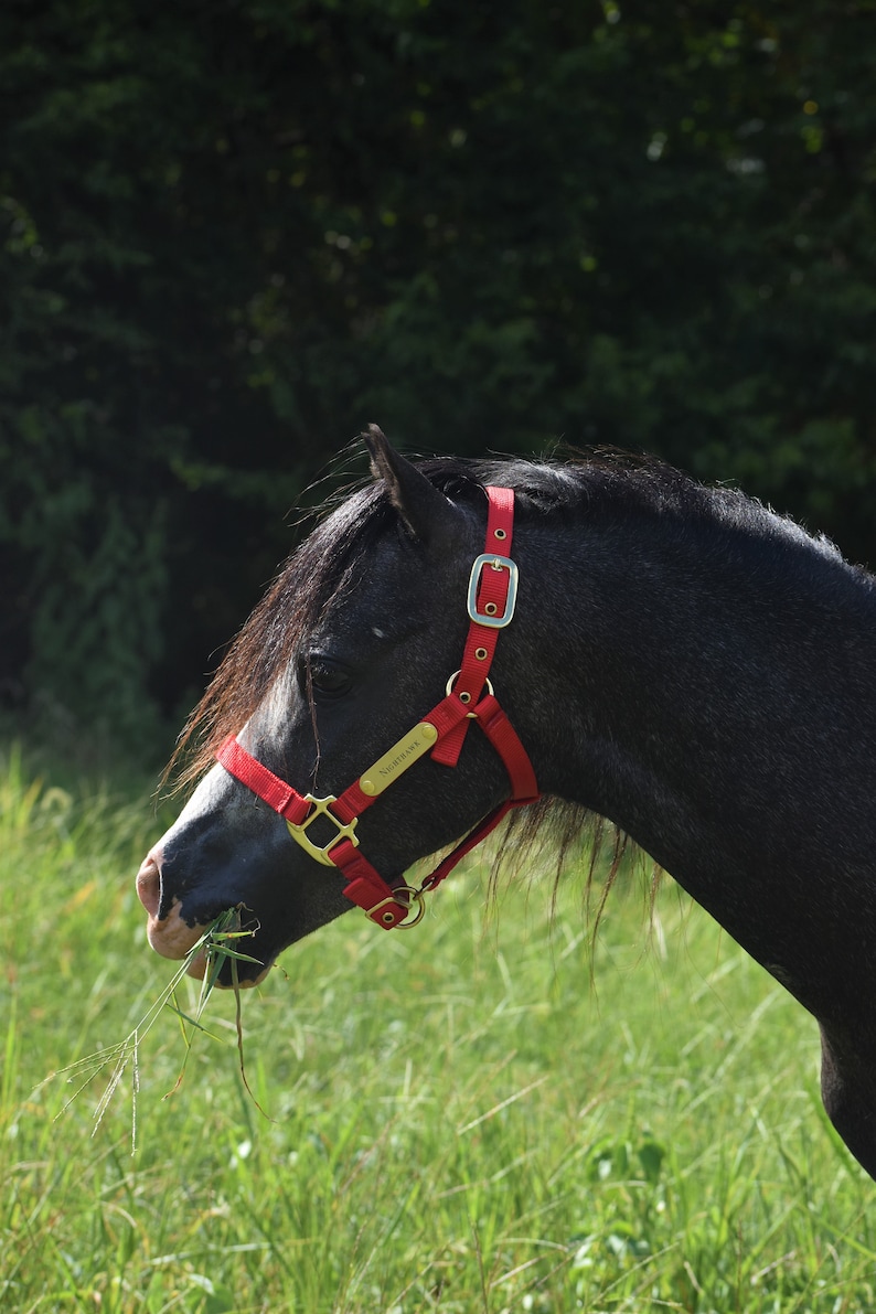 Miniature & Pony Nylon Halter with One Brass Tag BH225 image 3