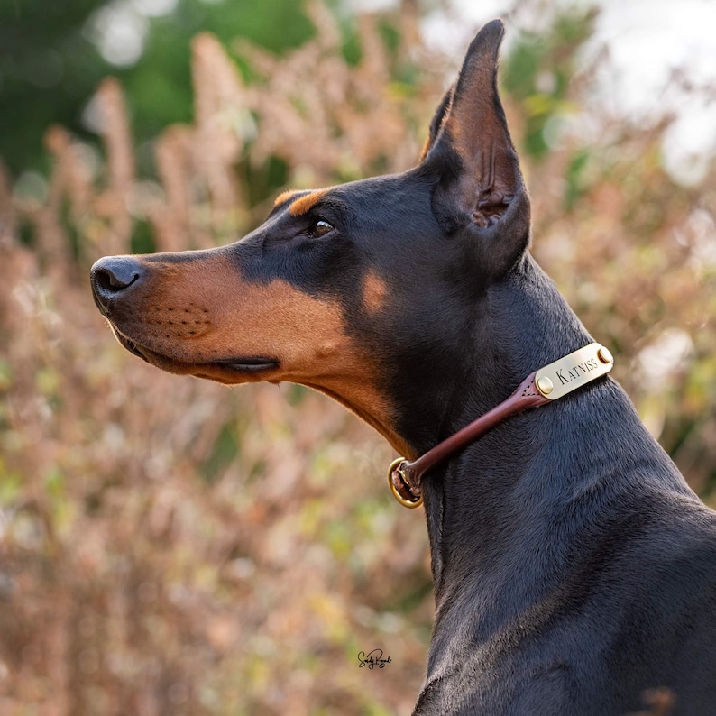 Personalized Rolled Leather Dog Collar with One Brass Tag image 4