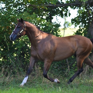 Peut inclure: Un cheval bai avec une crini&egrave;re et une queue sombres, portant un licol en cuir marron avec des ferrures dor&eacute;es. Le cheval pr&eacute;sente une liste blanche sur la face et des balzanes blanches sur les membres, captur&eacute; en mouvement devant un feuillage.