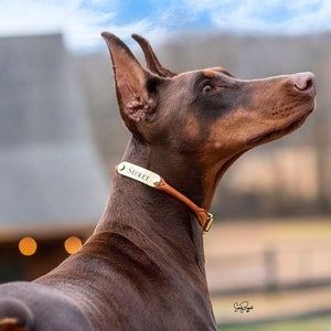 Personalized Rolled Leather Dog Collar with One Brass Tag immagine 5