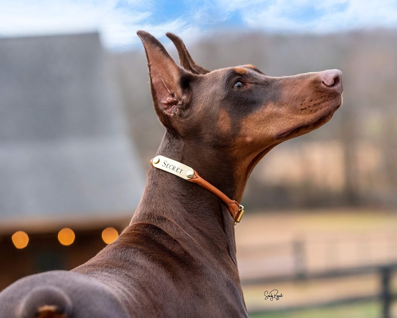 Personalized Rolled Leather Dog Collar with One Brass Tag immagine 5