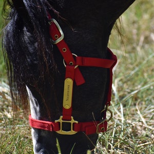 Miniature & Pony Nylon Halter with One Brass Tag BH225 image 7