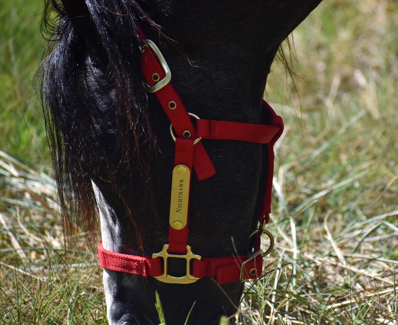 Miniature & Pony Nylon Halter with One Brass Tag BH225 image 7