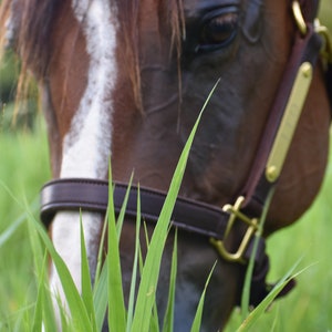 Peut inclure: Un cheval marron avec une liste blanche sur le chanfrein portant un licol en cuir marron fonc&eacute; avec des boucles en laiton et une plaque signal&eacute;tique dor&eacute;e. Le cheval est positionn&eacute; derri&egrave;re de hautes herbes vertes au premier plan.