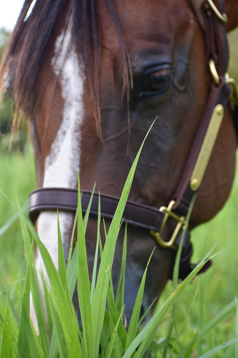 Peut inclure: Un cheval marron avec une liste blanche sur le chanfrein portant un licol en cuir marron fonc&eacute; avec des boucles en laiton et une plaque signal&eacute;tique dor&eacute;e. Le cheval est positionn&eacute; derri&egrave;re de hautes herbes vertes au premier plan.