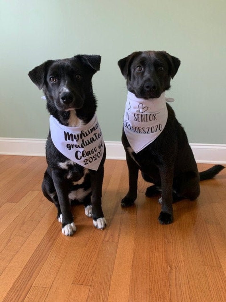 Personalized Seniors 2021 Graduation Dog Bandana with Name Custom Unique Pet Dog Bandana Cotton Gold Dog Collar for Sister Graduate