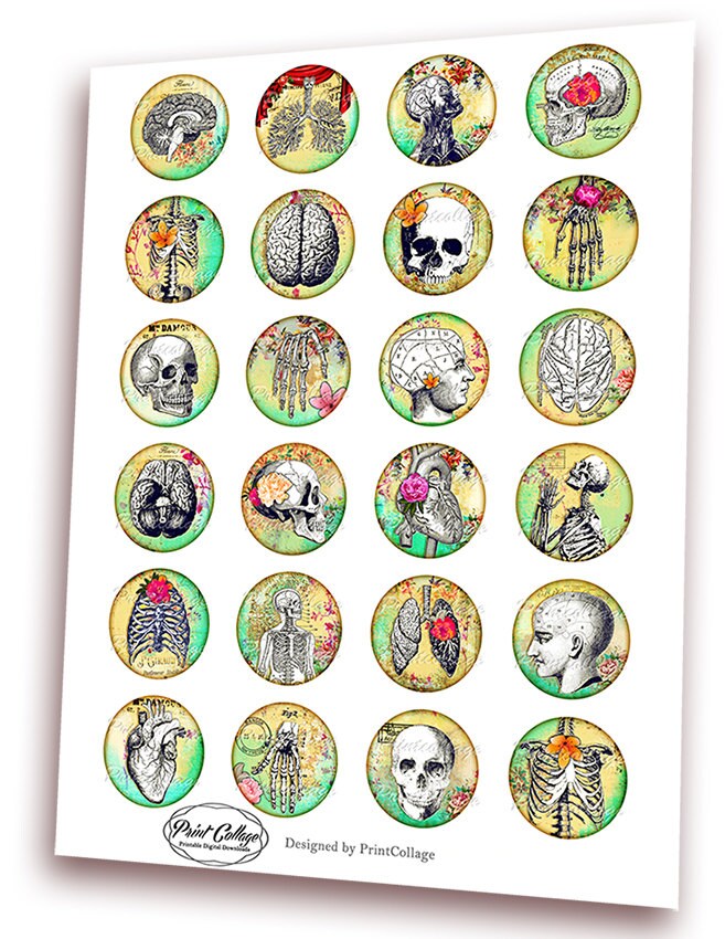 Anatomy Images Digital Printable Sheet Cabochon Images 1.5 - Etsy