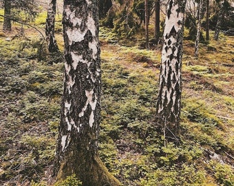 Impresión de arte del árbol de abedul, arte de la pared sueca, fotografía de la naturaleza, arte de la pared del bosque, bosques, impresión de Suecia, impresión de la fotografía, decoración de la cabaña