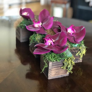 Könnte beinhalten: Drei kleine Holzkisten mit dunkelbrauner Beize, jede mit einer einzelnen lila Orchidee und grünem Moos.
