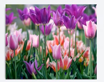 Tulip photography print or canvas, girls room wall decor, colorful flowers wall art, purple pink coral floral large wall decor, green orange