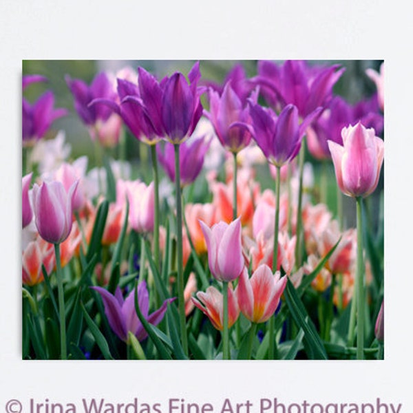 Tulip photography print or canvas, girls room wall decor, colorful flowers wall art, purple pink coral floral large wall decor, green orange