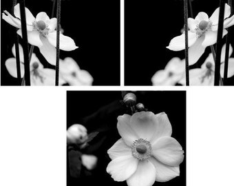 Black and white wall art set of 3 prints, floral photography, modern flower photo gallery wall, bathroom bedroom girls room artwork, anemone