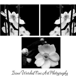 Black and white wall art set of 3 prints, floral photography, modern flower photo gallery wall, bathroom bedroom girls room artwork, anemone image 1