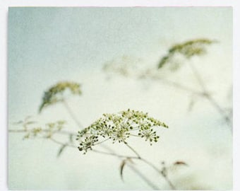 Botanical wall art canvas or floral photo print, fennel picture, nature minimal artwork, pale aqua sage green oversize rustic wall decor