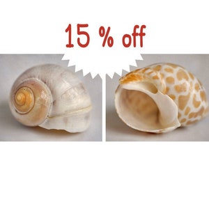 Seashell photography beach bathroom decor, shell print set of 2, pale brown beige neutral shabby chic beach wall art wash room powder room