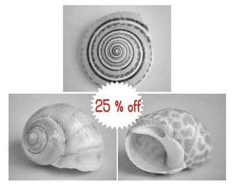 Black and white seashell prints wall art set of 3 photography, shabby chic beach bathroom, shell urchin pictures, light grey wall decor