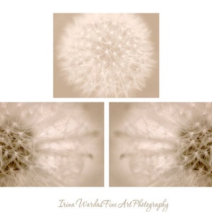 Dandelion artwork, dandelion photography set, 3 11x14, 8x10 pictures, beige wall art, tan neutral decor dandelion abstract art prints modern