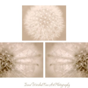 Dandelion artwork, dandelion photography set, 3 11x14, 8x10 pictures, beige wall art, tan neutral decor dandelion abstract art prints modern image 1