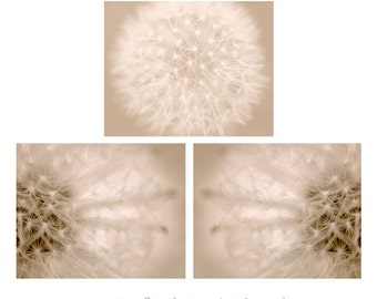 Dandelion artwork, dandelion photography set, 3 11x14, 8x10 pictures, beige wall art, tan neutral decor dandelion abstract art prints modern