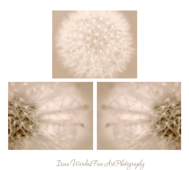 Dandelion artwork, dandelion photography set, 3 11x14, 8x10 pictures, beige wall art, tan neutral decor dandelion abstract art prints modern image 1