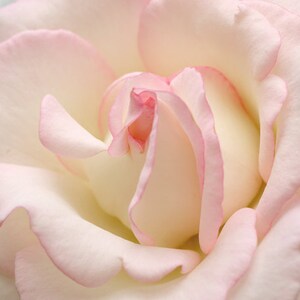 May include: Close-up of a soft, white rose with delicate pink edges on the petals.