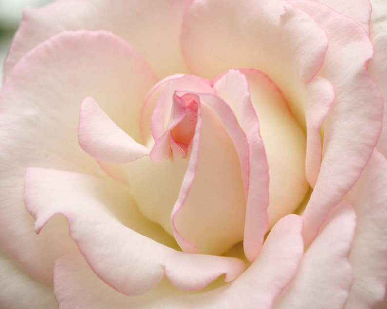May include: Close-up of a soft, white rose with delicate pink edges on the petals.
