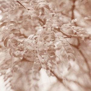 May include: A close-up of a branch of a tree with delicate, feathery leaves in a sepia tone.
