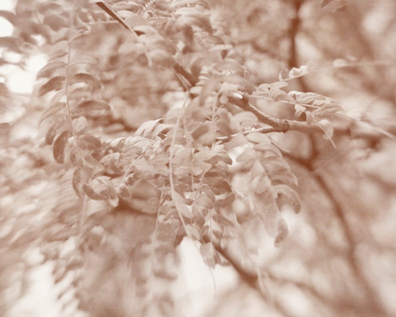May include: A close-up of a branch of a tree with delicate, feathery leaves in a sepia tone.